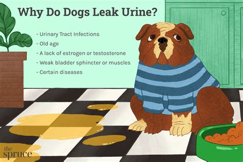 why does my dog leak urine when lying down|My Dog Is Leaking Urine While Lying Down – [Vet Explains Pets]